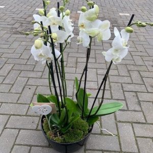 "Orchid Extravaganza"