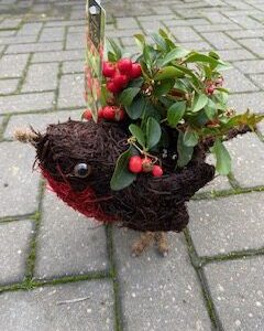 Standing Robin