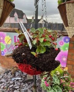 Christmas Hanging Basket Robin